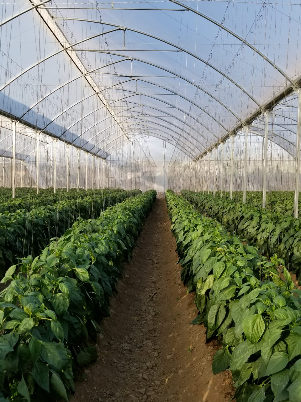 WhatsApp Image 2025-11-05 at 19.04.38_3a32a79c